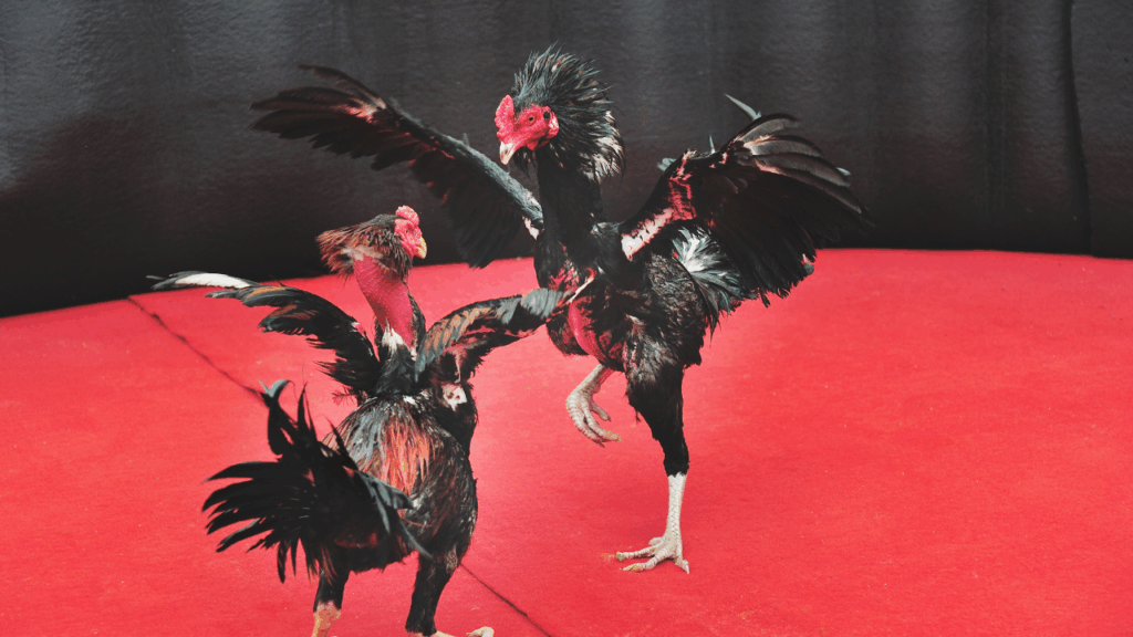 Panduan Cara Main Sabung Ayam Online Bagi Pemula